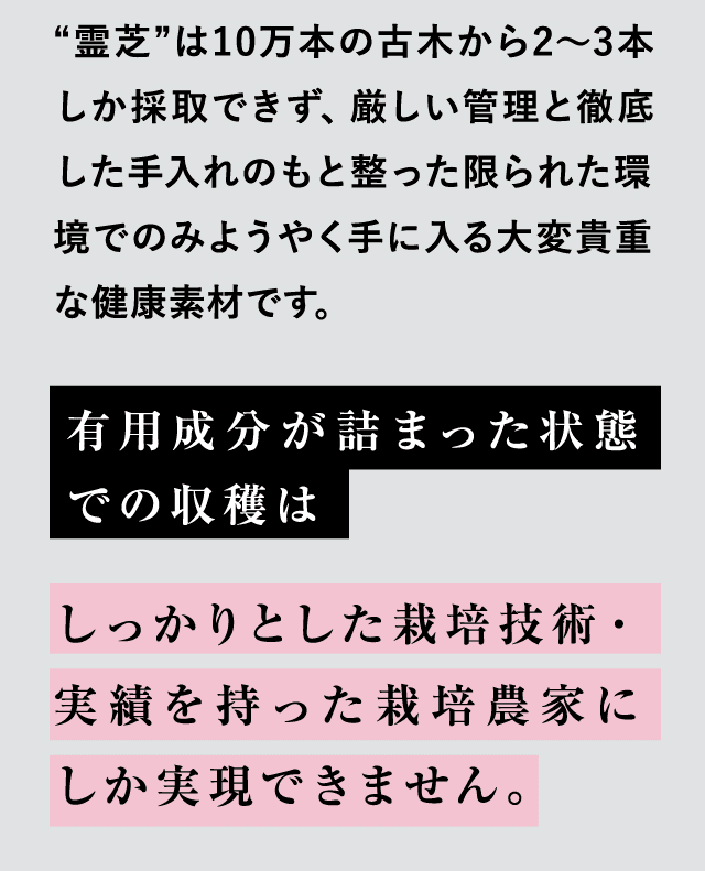 “霊芝”は10万本の古木から2〜3本しか採取できず、厳しい管理と徹底した手入れのもと整った限られた環境でのみようやく手に入る大変貴重な健康素材です。有用成分が詰まった状態での収穫はしっかりとした栽培技術・実績を持った栽培農家にしか実現できません。